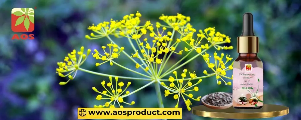 Dill Oil Uses and Benefits