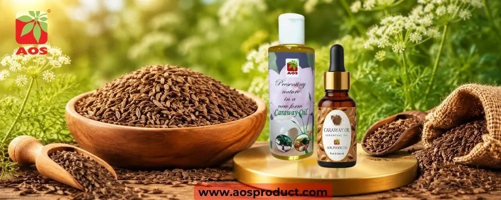 Caraway Oil: A Traditional Essential Oil with Modern Uses