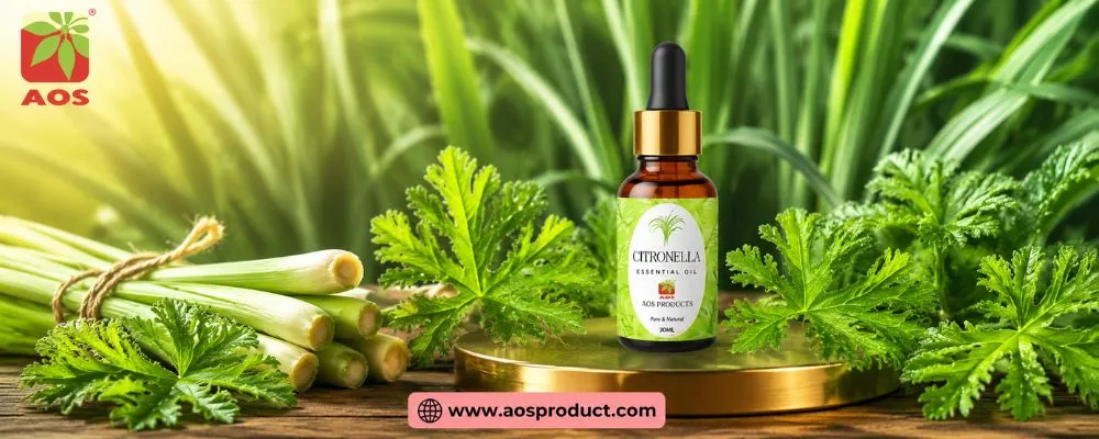 Citronella Oil: A Journey from Nature to Pharmaceutical Excellence