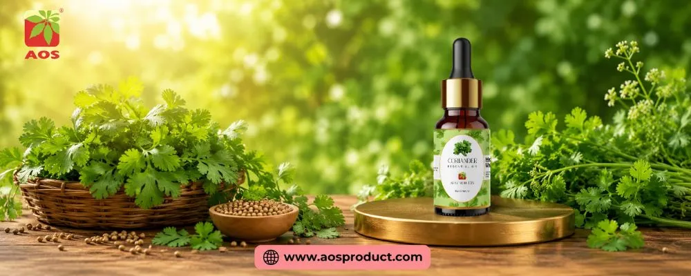 Coriander Oil: From Ancient Seeds to Modern Pharmaceutical Excellence