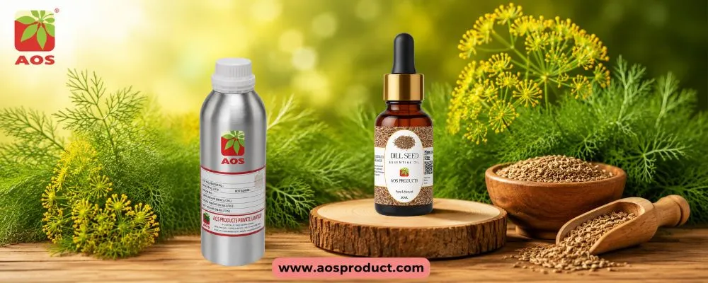 Dill Oil: A Journey from Green Fields to Global Pharmaceutical Markets