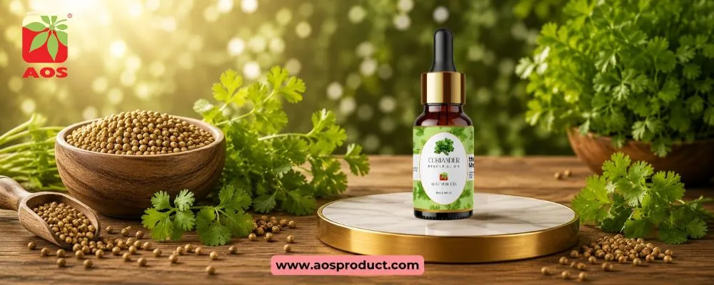 Coriander Oil: A Premium Pharmaceutical-Grade Essential Oil