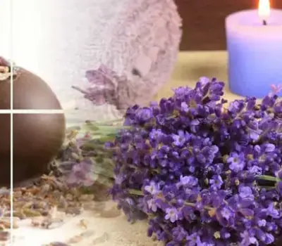 Benefits and Uses of Lavender Oil
