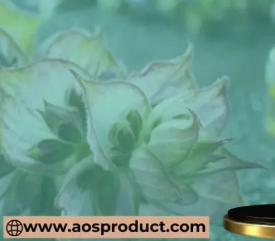 Sage Oil: A Natural Treasure for Mind, Body, and Wellness