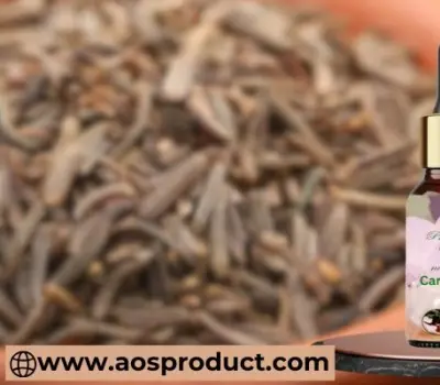 Caraway Oil Uses and Benefits