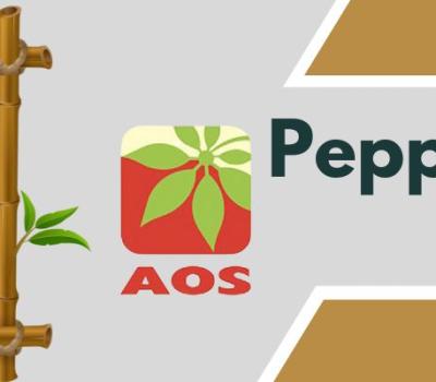 Peppermint Oil Benefits